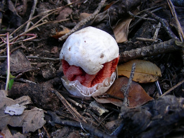 658 Aprile vecchio ritrovamento